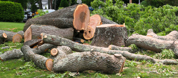 Best Emergency Tree Removal  in North Bellport, NY